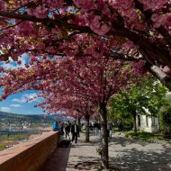 Klasa 2b przywitała wiosnę w Budapeszcie